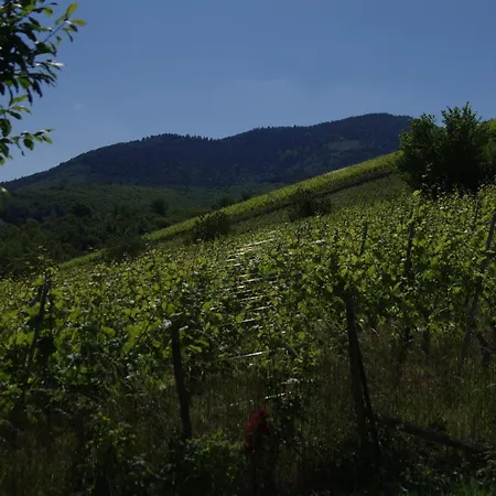 De Charme Au Coeur Du Vignoble Alsacien بيت للعطل