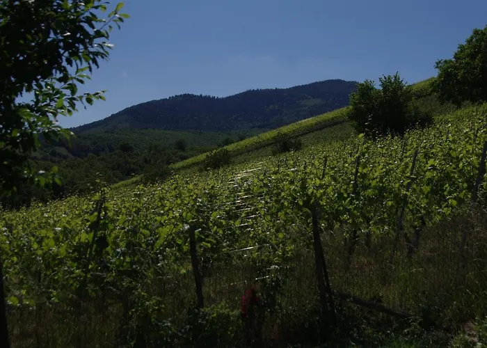 De Charme Au Coeur Du Vignoble Alsacien بيت للعطل